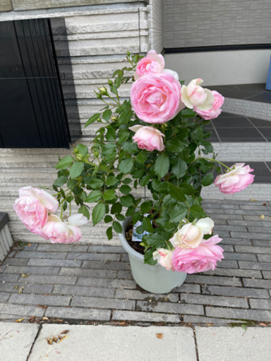 バラ 大苗 ピエール ドゥ ロンサール ３〜４年生