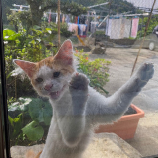 里親、見つかりました。ありがとうございました。