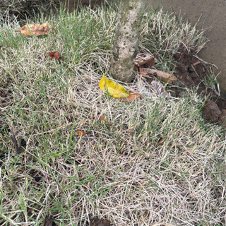 約190センチ　金木犀の木の画像