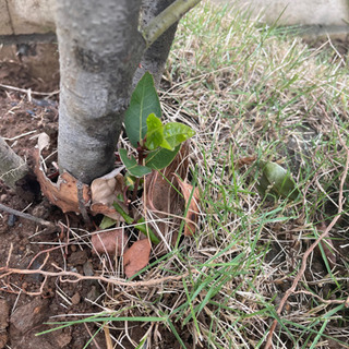 約180センチ　月桂樹(ローリエ)の木の画像