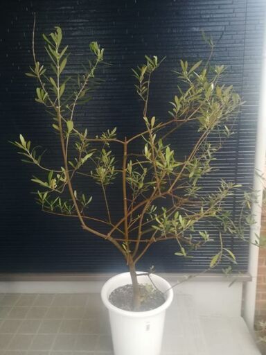 オリーブの木（高さ130cm）