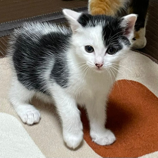 里親募集！生後40日の子猫です。