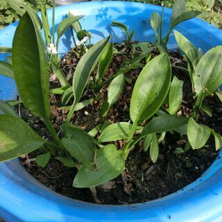 メダカ水草、３本オモダカ（大小混ざります）ビオトープ⭐⭕数多くの方にお渡ししております、ビオトープ、メダカ等に、★割に高い水草です★成長すると画像１の様に水中からのびてに白い花が咲きます、★格安の為ビニール袋入れてのお渡しです、👉プロフィール必読ですの画像