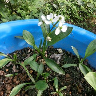メダカ水草、３本オモダカ（大小混ざります）ビオトープ⭐⭕数多くの...