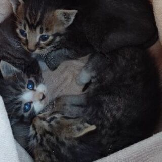 全ての里親が決定しました。ありがとうございました。
