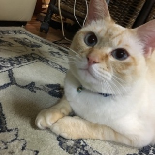 猫ちゃんの里親募集します。