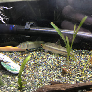川魚譲ります。