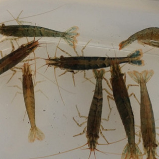 🐟アクアリウム🐟要らなくなった用品を格安または無償で譲って下さい！