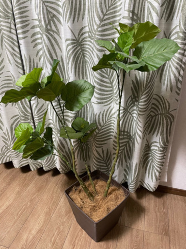 観葉植物