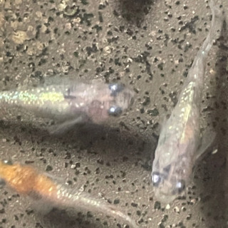 月華メダカの卵10-20