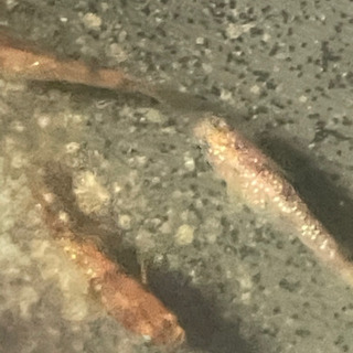 3色ラメメダカの卵10-20の画像