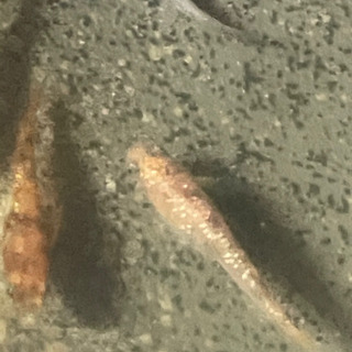 3色ラメメダカの卵10-20