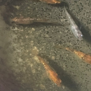 3色ラメメダカの卵10-20の画像