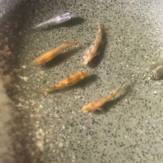 3色ラメメダカの卵10-20の画像