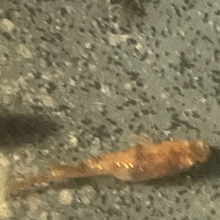 3色ラメメダカの卵10-20の画像