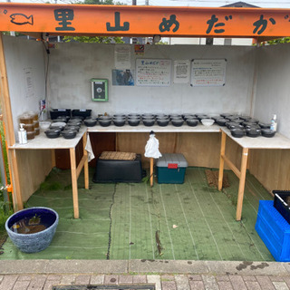里山公園前のメダカ無人販売所　里山めだか　5/12出品