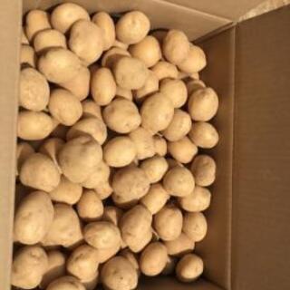 じゃがいも10kg　数量限定販売