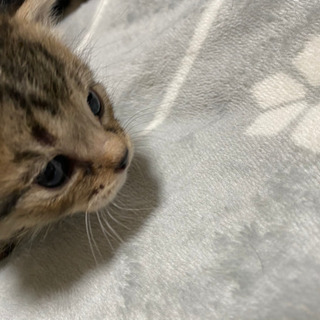 生後３週の子猫