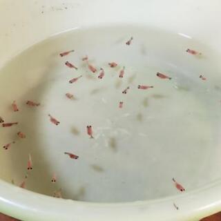 らんちゅう ピンポンパール🐟