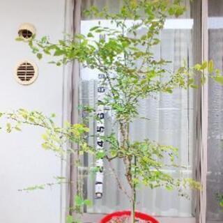 ブルーベリー　パウダーブルー　苗木　大苗　家庭菜園　果樹