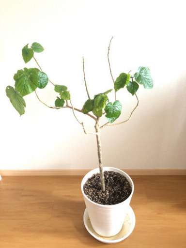 【引っ越し処分】 ☆大型ウンベラータ 2鉢 セット バラ売り不可 とても元気です！　観葉植物 インテリア 