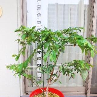 ブルーベリー　フェスティバル　苗　大苗　家庭菜園　果樹