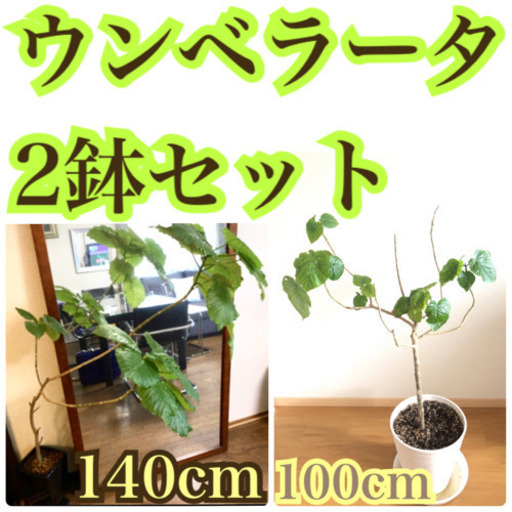 【引っ越し処分】 ☆大型ウンベラータ 2鉢 セット バラ売り不可 とても元気です！　観葉植物 インテリア