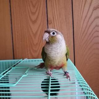 《交渉成立》ウロコメキシコインコ (一羽)
里親募集