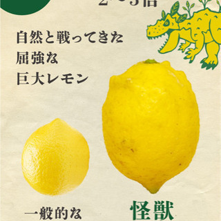 『怪獣レモン』　国産　※広島県尾道市の画像