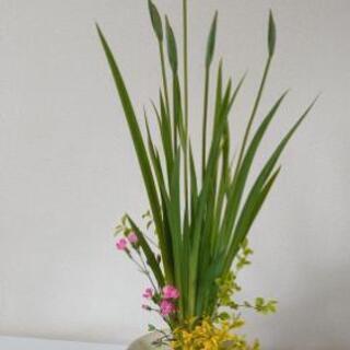 花菖蒲