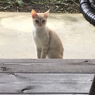 経験豊富な愛猫家さん❣️募集❣️