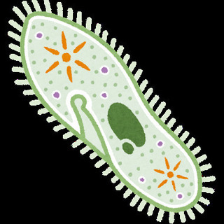 ミジンコの餌(*´∀`)♪