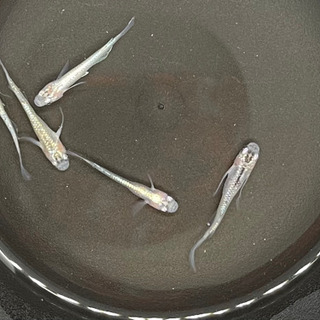 🌾 鰭長系鱂 14日(金)限定の画像