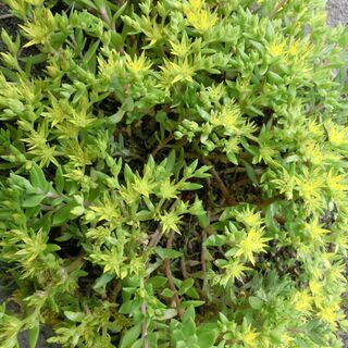 🌟グランドカバー★★セダム★雑草対策、黄色く色ずき綺麗です、画像４のパックに入れお渡し🌟ご希望の数対応可能👉お手数をおかけします、プロフィール必読ですの画像