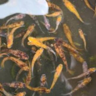 【めだか屋こう】メダカ　入れ替えのため、まとめ売りの画像