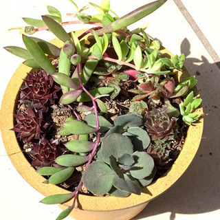 多肉植物　いろいろお試しセット　A