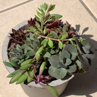多肉植物　いろいろお試しセット　B