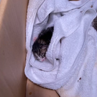 生まれたての野良猫