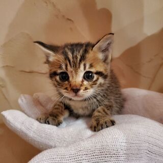 子猫を保護しました