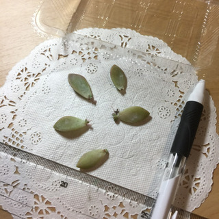 多肉植物 姫秋麗 葉挿し５枚