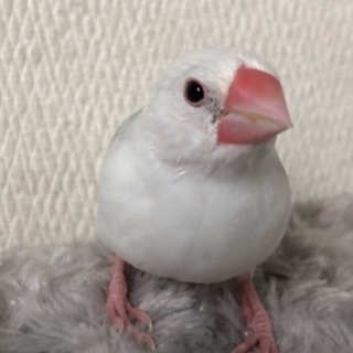 文鳥さん飼ってる方！