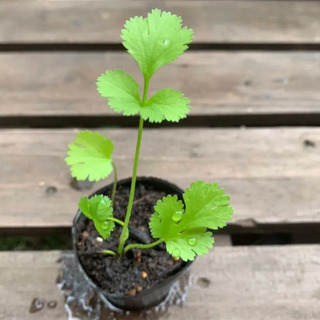 【数量限定】パクチー  コリアンダー  植物苗  ハーブ 根つき 人気