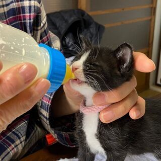 猫のボランティア募集中♪