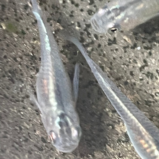 半ダルマ体型カブキメダカの卵10-20