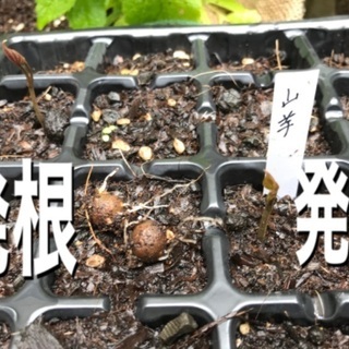 山芋のムカゴ　5月末締切　残10位