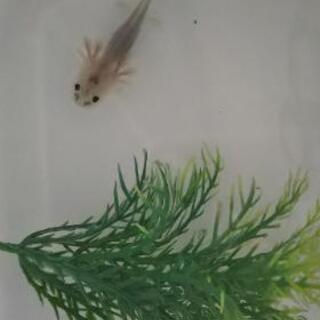 ウーパールーパー＊赤ちゃん限定１匹（固形、赤虫食べられるサイズ）...