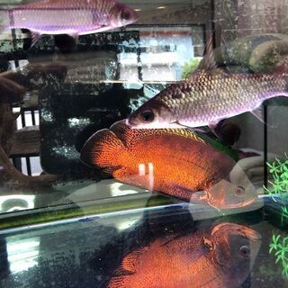 シルバーシャーク(熱帯魚)約17ｃｍを500円で譲ります。