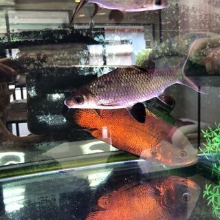 シルバーシャーク(熱帯魚)を約12ｃｍを500円で譲ります。の画像