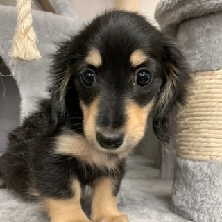2ヶ月ミニチュアダックス女の子里親募集中 - 犬