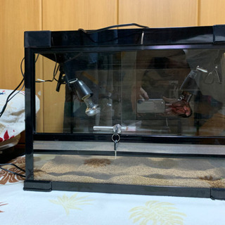 爬虫類飼育セット
